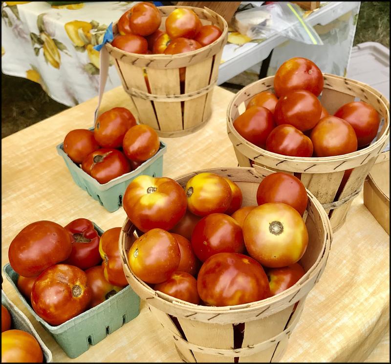 Farm-fresh tomatoes of all sizes and varieties were available at last week’s Historic Lewes Farmers Market Tomato Festival. JACK CLEMONS PHOTOS